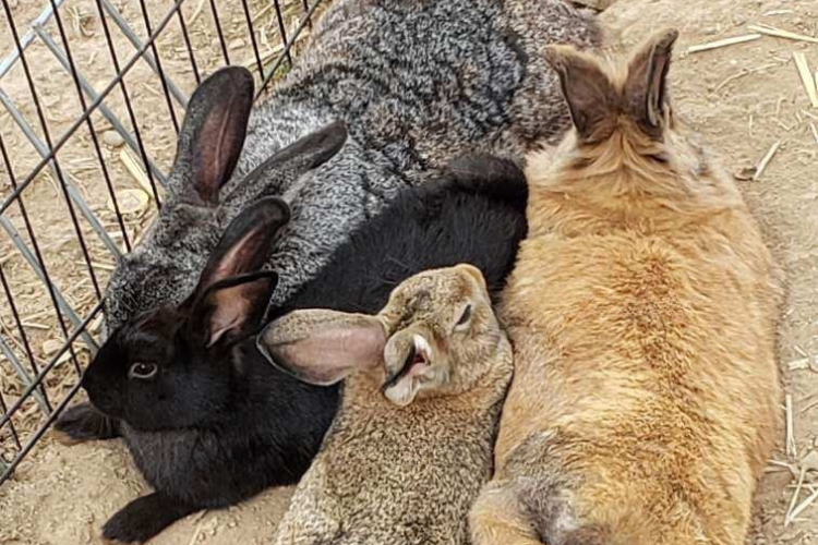 Rabbits at Walnut Farms