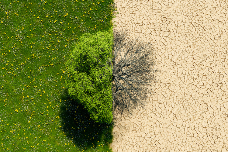 Top view of a green landscape with half in drought (stock photo)